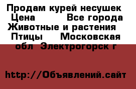 Продам курей несушек › Цена ­ 350 - Все города Животные и растения » Птицы   . Московская обл.,Электрогорск г.